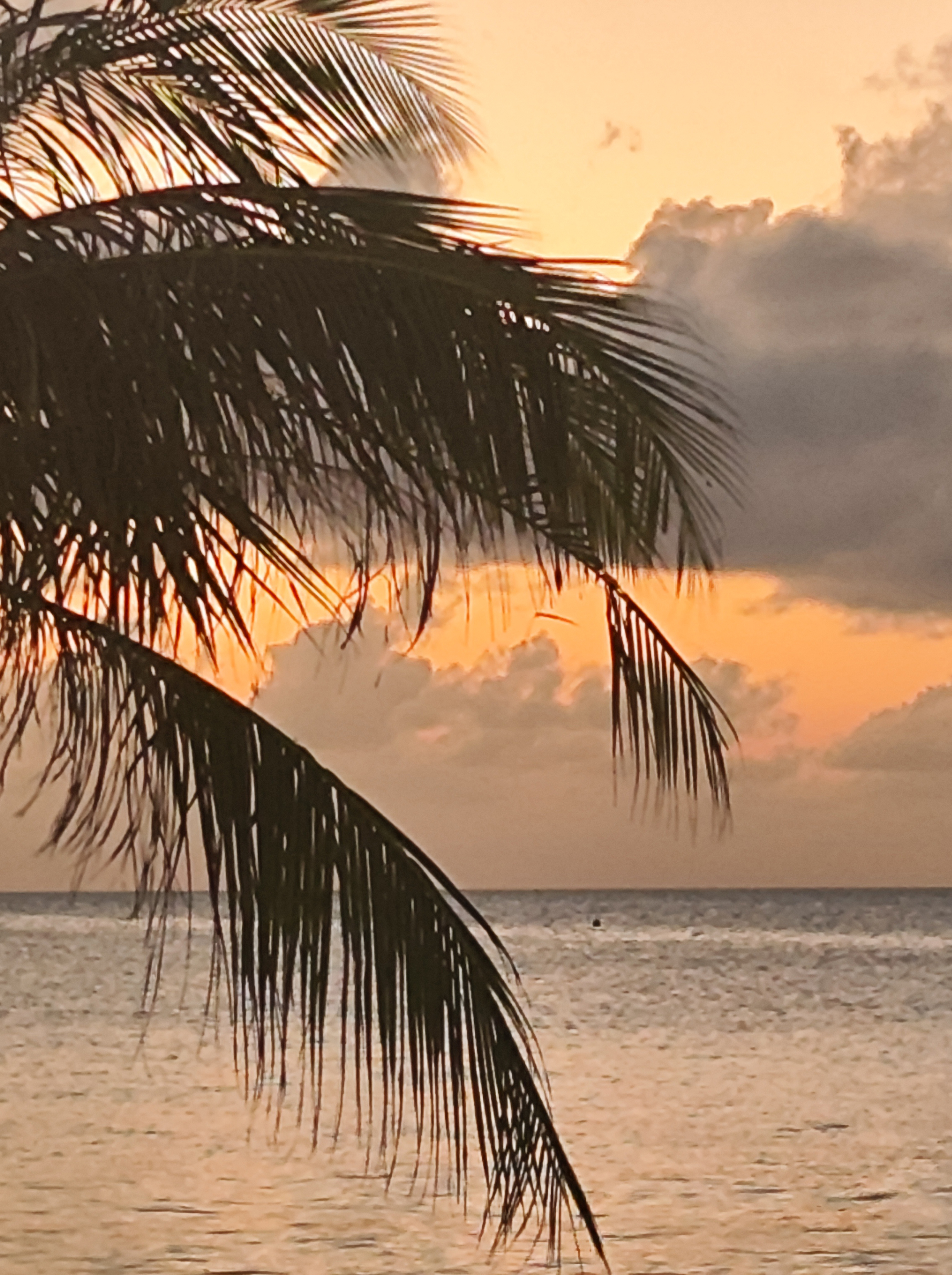 Коллекция "Эхо тишины. Тени бамбука"